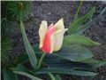 tulipan